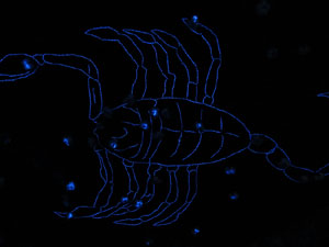 Temps de Flors 2017. Muntatges florals als diversos espais de la Casa Lle&oacute; Avinay, al Call jueu