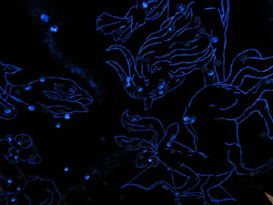 Temps de Flors 2017. Muntatges florals als diversos espais de la Casa Lle&oacute; Avinay, al Call jueu