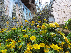 Temps de Flors 2017. Muntatges florals als diversos espais de la Casa Lle&oacute; Avinay, al Call jueu