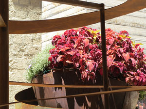 Temps de Flors 2017. Muntatges i instal&middot;lacions florals al pati del Museu d'Art de Girona