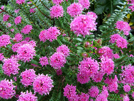 Temps de Flors 2017. Muntatges i instal&middot;lacions florals al pati del Museu d'Art de Girona