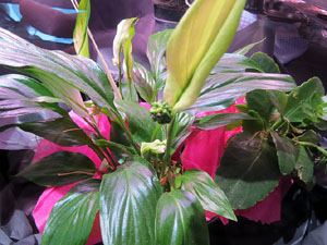 Temps de Flors 2017. Nit de Flors i Sabors al Mercat del Lle&oacute;