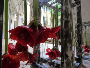 Temps de Flors 2017. Instal&middot;lacions i muntatges florals al claustre del Centre Cultural La Merc&egrave;