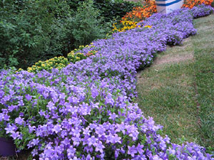 Temps de Flors 2017. Instal&middot;lacions i decoracions florals als diversos espais del Passeig Arqueol&ograve;gic