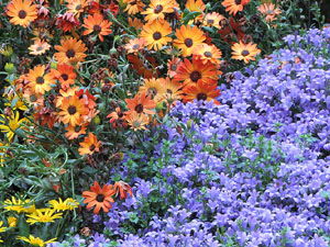 Temps de Flors 2017. Instal&middot;lacions i decoracions florals als diversos espais del Passeig Arqueol&ograve;gic