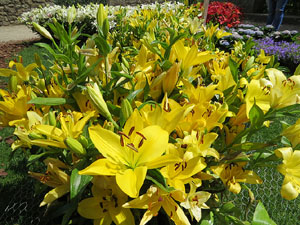 Temps de Flors 2017. Instal&middot;lacions i decoracions florals als diversos espais del Passeig Arqueol&ograve;gic