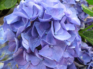 Temps de Flors 2017. Instal&middot;lacions i decoracions florals als diversos espais del Passeig Arqueol&ograve;gic