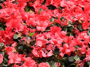 Temps de Flors 2017. Decoraci&oacute; floral del Pati de les Magn&ograve;lies, a la Seu del Govern de la Generalitat de Catalunya a Girona, amb azalees de Gant, B&egrave;lgica