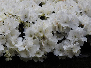 Temps de Flors 2017. Decoraci&oacute; floral del Pati de les Magn&ograve;lies, a la Seu del Govern de la Generalitat de Catalunya a Girona, amb azalees de Gant, B&egrave;lgica