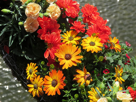 Temps de Flors 2017. Instal&middot;laci&oacute; 'Rosetons' al Pont de Sant Feliu