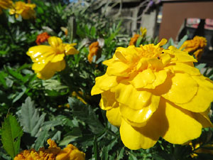 Temps de Flors 2017. Instal&middot;lacions i muntatges als espais de la Rambla de la Llibertat