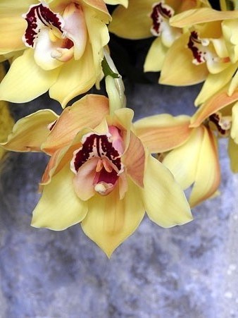 Detall de la instal&middot;laci&oacute; al claustre