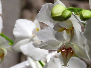 Temps de Flors 2017. Decoracions florals a l'interior de la nau g&ograve;tica de Sant Feliu