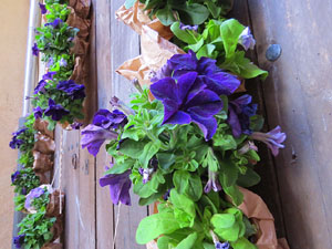 Temps de Flors 2017. Instal&middot;laci&oacute; 'L'&agrave;nima de les flors' a la travessia Auriga - pla&ccedil;a Bell-lloc