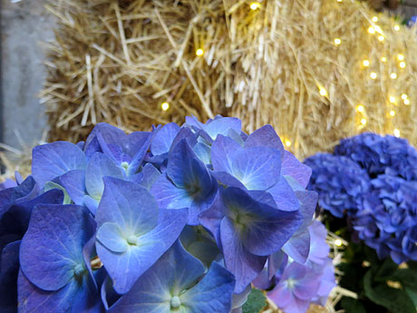 Temps de Flors 2017. Instal&middot;laci&oacute; 'L'&agrave;nima de les flors' a la travessia Auriga - pla&ccedil;a Bell-lloc