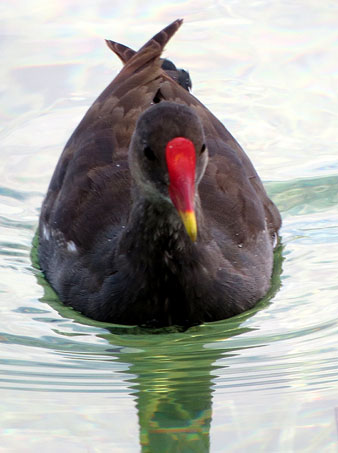 Polla d'aigua (Gallinula chloropus)