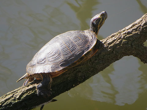 Tortuga d'orelles vermelles (Trachemys scripta)