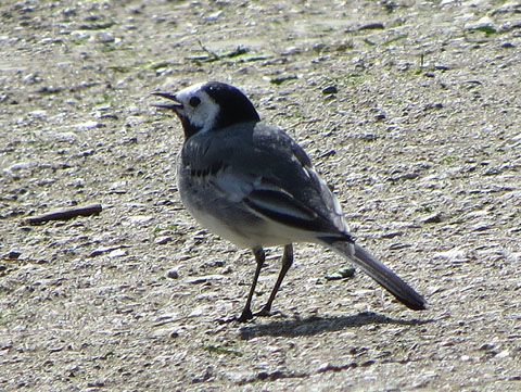 Cuereta blanca (Motacilla alba)