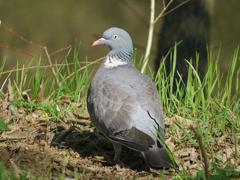 Tudó (Columba palumbus)