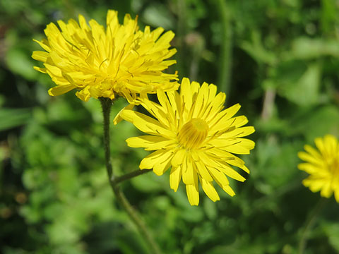 Xicoia, pixallits, dent de lleó (Taraxacum officinale)