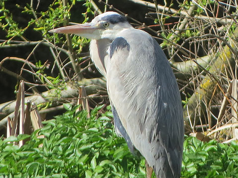 Bernat pescaire, agró gris (Ardea cinerea)