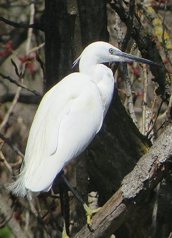 Martinet blanc (Egretta garzetta)