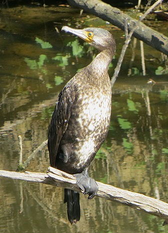 Corb marí (Phalacrocoracidae)