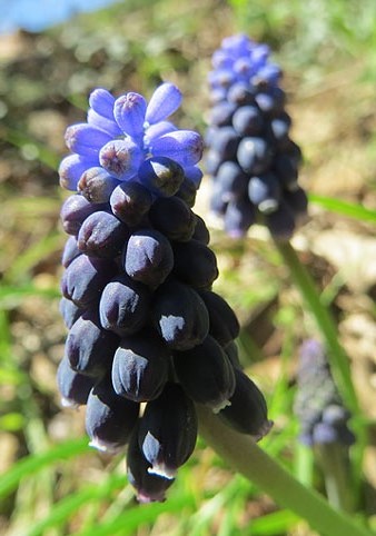 Calabruixa petita, all de bruixa (Muscari neglectum)