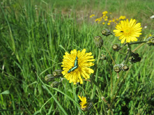 L'itinerari del Ter. Ruta seguint el curs del riu Ter des del pont de la Barca fins el Pont Major