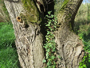 L'itinerari del Ter. Ruta seguint el curs del riu Ter des del pont de la Barca fins el Pont Major