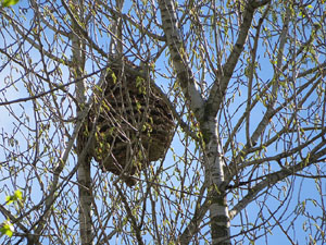 L'itinerari del Ter. Ruta seguint el curs del riu Ter des del pont de la Barca fins el Pont Major