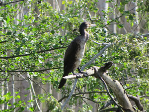 L'itinerari del Ter. Ruta seguint el curs del riu Ter des del pont de la Barca fins el Pont Major