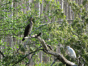 L'itinerari del Ter. Ruta seguint el curs del riu Ter des del pont de la Barca fins el Pont Major