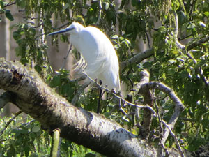 L'itinerari del Ter. Ruta seguint el curs del riu Ter des del pont de la Barca fins el Pont Major