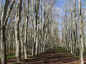L'itinerari del Ter. Ruta seguint el curs del riu Ter des del pont de la Barca fins el Pont Major