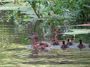 L'itinerari del Ter. Ruta seguint el curs del riu Ter des del pont de la Barca fins el Pont Major