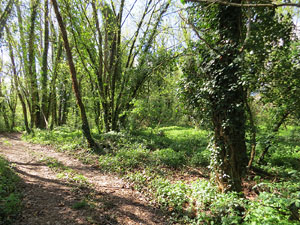 L'itinerari del Ter. Ruta seguint el curs del riu Ter des del pont de la Barca fins el Pont Major
