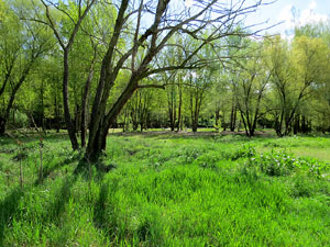 L'itinerari del Ter. Ruta seguint el curs del riu Ter des del pont de la Barca fins el Pont Major