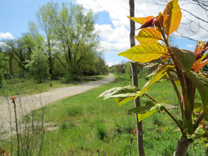 L'itinerari del Ter. Ruta seguint el curs del riu Ter des del pont de la Barca fins el Pont Major