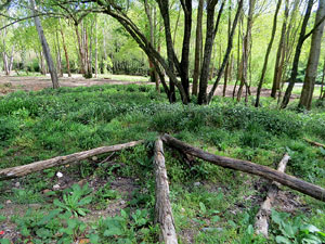 L'itinerari del Ter. Ruta seguint el curs del riu Ter des del pont de la Barca fins el Pont Major