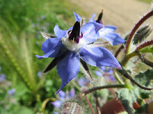 L'itinerari del Ter. Ruta seguint el curs del riu Ter des del pont de la Barca fins el Pont Major