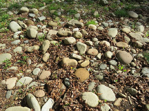 L'itinerari del Ter. Ruta seguint el curs del riu Ter des del pont de la Barca fins el Pont Major