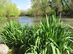 L'itinerari del Ter. Ruta seguint el curs del riu Ter des del pont de la Barca fins el Pont Major