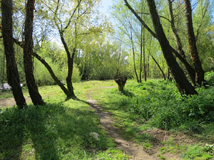 L'itinerari del Ter. Ruta seguint el curs del riu Ter des del pont de la Barca fins el Pont Major