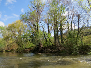 L'itinerari del Ter. Ruta seguint el curs del riu Ter des del pont de la Barca fins el Pont Major