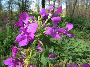 L'itinerari del Ter. Ruta seguint el curs del riu Ter des del pont de la Barca fins el Pont Major