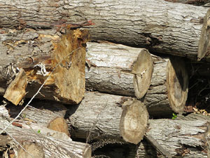 L'itinerari del Ter. Ruta seguint el curs del riu Ter des del pont de la Barca fins el Pont Major