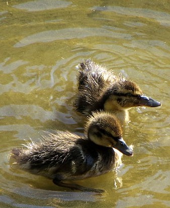 Cries d'ànec collverd (Anas platyrhynchos)