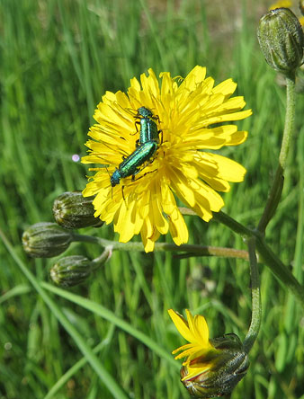 Cantàrida (Lytta vesicatorias) sobre una flor de pixallits (Taraxacum officinale)