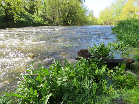 El curs del Ter. A l'esquerra, l'Illa de Pedret